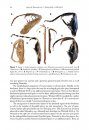 ZooKeys 696: Manual of Praying Mantis Morphology, Nomenclature, and Practices (Insecta, Mantodea)