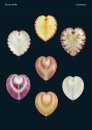 Philippine Marine Mollusks, Volume 5
