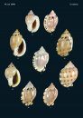 Philippine Marine Mollusks, Volume 5