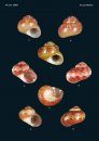 Philippine Marine Mollusks, Volume 5