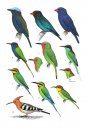 Birds of the Philippines, Sumatra, Java, Bali, Borneo, Sulawesi, the Lesser Sundas and the Moluccas