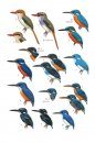 Birds of the Philippines, Sumatra, Java, Bali, Borneo, Sulawesi, the Lesser Sundas and the Moluccas