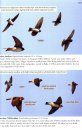 Birds of Chile