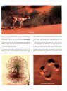 Kgalagadi Self-Drive