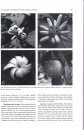 Flora Neotropica, Volume 119: The Alibertia Group (Gardenieae–Rubiaceae), Part 1 (Agouticarpa, Alibertia, Cordiera, Melanopsidium, Riodocea, and Stenosepala)