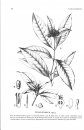 Flora Neotropica, Volume 119: The Alibertia Group (Gardenieae–Rubiaceae), Part 1 (Agouticarpa, Alibertia, Cordiera, Melanopsidium, Riodocea, and Stenosepala)