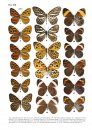The Nymphalidae of China (Lepidoptera, Rhopalocera), Volume 2