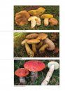 Fungi