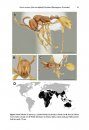 ZooKeys 608: Generic Revision of the Ant Subfamily Dorylinae (Hymenoptera, Formicidae)