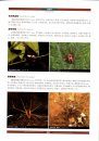 Chinese Spiders Illustrated [Chinese]