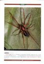 Chinese Spiders Illustrated [Chinese]