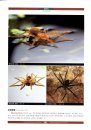 Chinese Spiders Illustrated [Chinese]