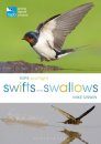 RSPB Spotlight: Swifts and Swallows