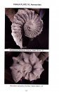 Fossils of Folkestone, Kent