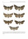 Fauna of New Zealand, No 73: Noctuinae (Insecta: Lepidoptera: Noctuidae), Part 1: Austramathes, Cosmodes, Proteuxoa, Physetica