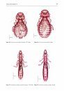 Fauna of New Zealand, No 76: Phthiraptera (Insecta), a Catalogue of Parasitic Lice from New Zealand