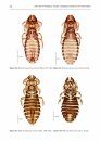Fauna of New Zealand, No 76: Phthiraptera (Insecta), a Catalogue of Parasitic Lice from New Zealand
