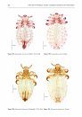 Fauna of New Zealand, No 76: Phthiraptera (Insecta), a Catalogue of Parasitic Lice from New Zealand