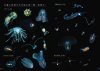 Field Guide to Marine Plankton [Japanese]