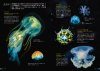 Field Guide to Marine Plankton [Japanese]