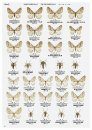 Winter Geometrid Moths of Japan [Japanese]