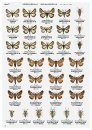 Winter Geometrid Moths of Japan [Japanese]