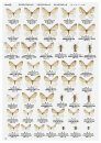 Winter Geometrid Moths of Japan [Japanese]