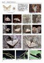 Winter Geometrid Moths of Japan [Japanese]