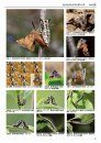 Winter Geometrid Moths of Japan [Japanese]