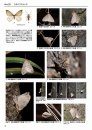 Winter Geometrid Moths of Japan [Japanese]