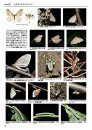 Winter Geometrid Moths of Japan [Japanese]