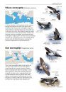 Zeldzame Vogels van Europa [All the Rare Birds of Europe]