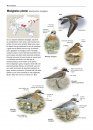 Zeldzame Vogels van Europa [All the Rare Birds of Europe]