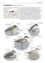 Zeldzame Vogels van Europa [All the Rare Birds of Europe]