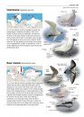 Zeldzame Vogels van Europa [All the Rare Birds of Europe]