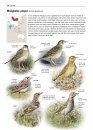Zeldzame Vogels van Europa [All the Rare Birds of Europe]