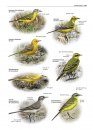 Zeldzame Vogels van Europa [All the Rare Birds of Europe]