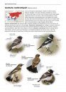 Zeldzame Vogels van Europa [All the Rare Birds of Europe]