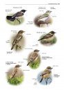 Zeldzame Vogels van Europa [All the Rare Birds of Europe]