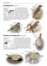 Zeldzame Vogels van Europa [All the Rare Birds of Europe]