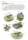 Zeldzame Vogels van Europa [All the Rare Birds of Europe]