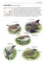 Zeldzame Vogels van Europa [All the Rare Birds of Europe]
