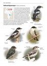 Zeldzame Vogels van Europa [All the Rare Birds of Europe]
