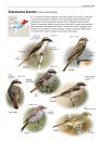 Zeldzame Vogels van Europa [All the Rare Birds of Europe]