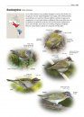 Zeldzame Vogels van Europa [All the Rare Birds of Europe]