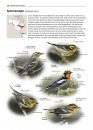 Zeldzame Vogels van Europa [All the Rare Birds of Europe]