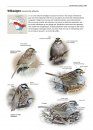Zeldzame Vogels van Europa [All the Rare Birds of Europe]