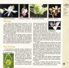 Wild Orchids of Northern Western Ghats (Including Maharashtra, Goa and Belgaum)