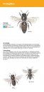 Minigids Bijen & Hommels [Mini Guide to Bees & Bumblebees]