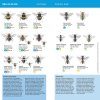Minigids Bijen & Hommels [Mini Guide to Bees & Bumblebees]